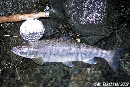 Masakazu Takahashi Yamame Trout