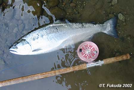 Tatsuya Fukuda Cherry Salmon