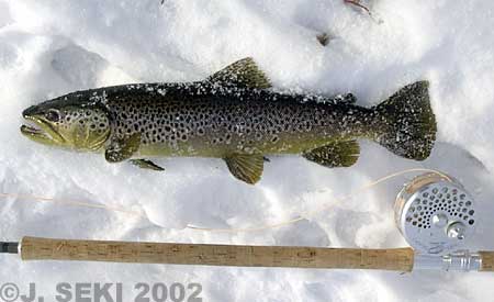 Jun Seki Brown Trout