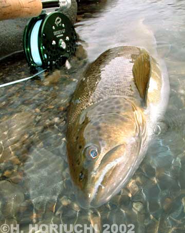 Hideyuki Horiuchi Brown Trout