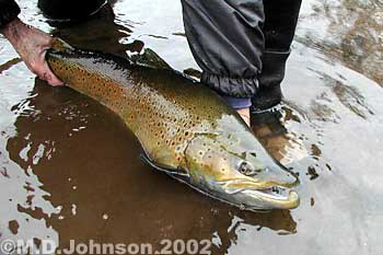 Michael D. Johnson Brown Trout