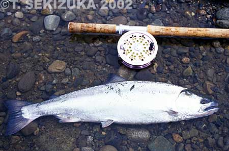 Tetsuya Sekizuka Cherry Salmon