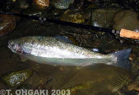 Toshio Ohgaki Rainbow Trout