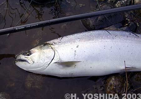 Hiroshi Yoshida Cherry Salmon