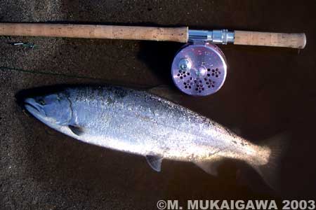 Masaaki Mukaigawa Cherry Salmon