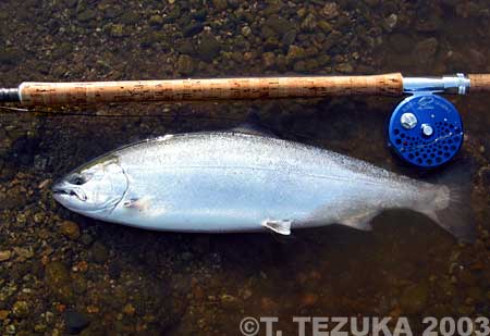 Takeshi Tezuka Cherry Salmon