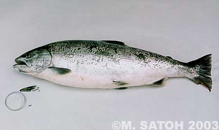 Masuo Satoh Cherry Salmon