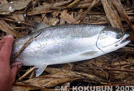 Masakatsu Kokubun Cherry Salmon