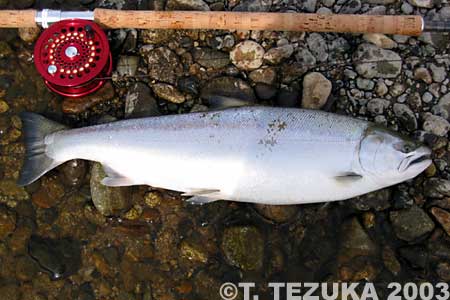 Takeshi Tezuka Cherry Salmon