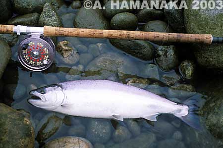 Atsushi Hamanaka Cherry Salmon