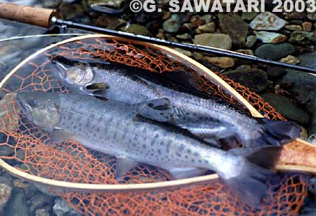 Gou Sawatari Yamame Trout