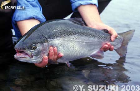 Yasunobu Suzuki Cherry Salmon & Rainbow Trout