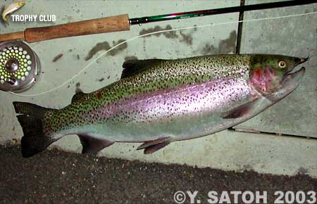 Yasuhiro Satoh Rainbow Trout