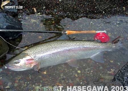 Toshiya Hasegawa Rainbow Trout