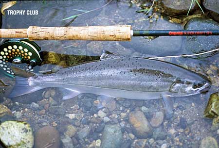 Masaki Fujiyama Yamame Trout