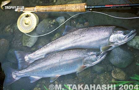 Masato Takahashi Yamame Trout