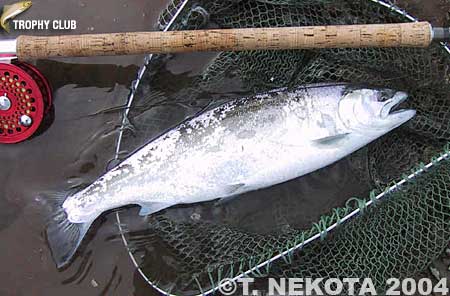 Torakichi Nekota Cherry Salmon