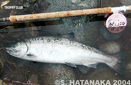 Shigehito Hatanaka Cherry Salmon