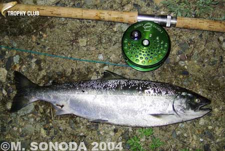 Masanari Sonoda Cherry Salmon