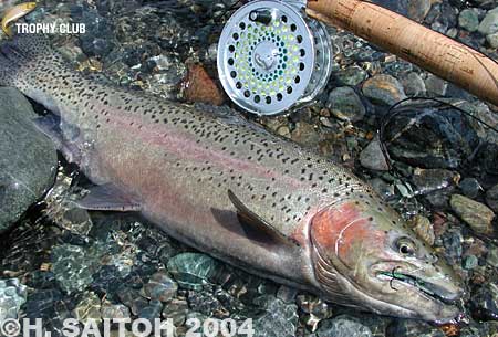 Hiroshi Saitoh Rainbow Trout