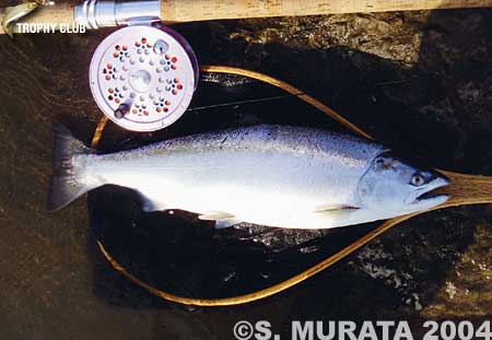 Senmei Murata Cherry Salmon
