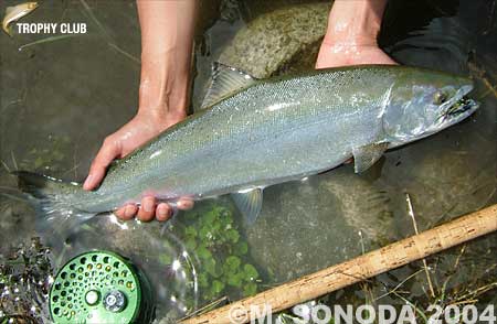 Masanari Sonoda Cherry Salmon