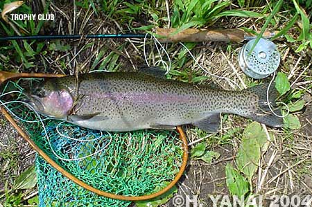 Hiroshi Yanai Rainbow Trout