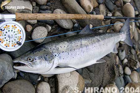 Shusuke Hirano Salmo Salar