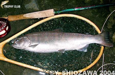 Yasuhiro Shiozawa Amago Trout