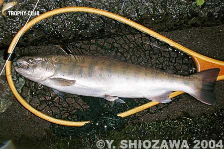 Yasuhiro Shiozawa Yamame Trout