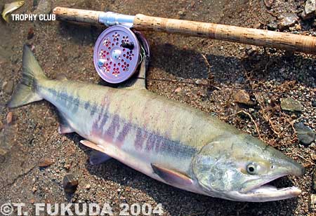 Tatsuya Fukuda Cham Salmon