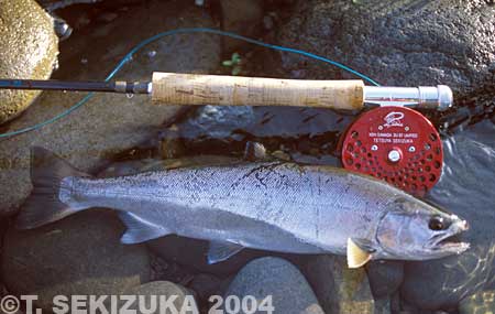 Tetsuya Sekizuka Yamame Trout