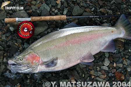 Yoshihiro Matsuzawa Rainbow Trout