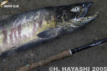 Haruo Hayashi Cham Salmon