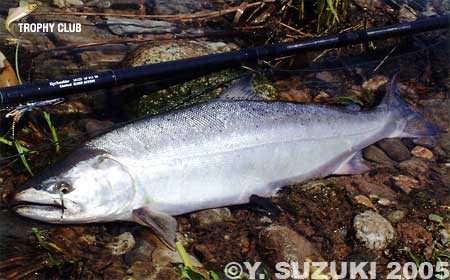 Yasunobu Suzuki Cherry Salmon