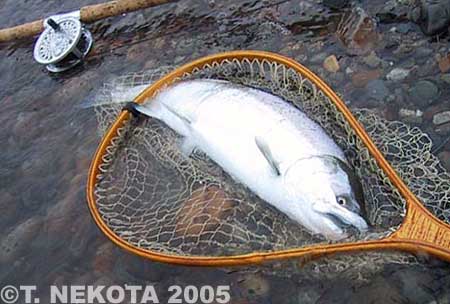 Torakichi Nekota Cherry Salmon