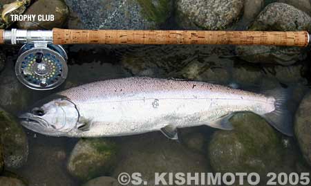 Shigenobu Kishimoto Cherry Salmon