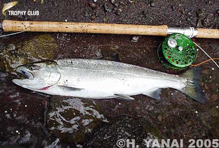 Hiroshi Yanai Landlocked Cherry Salmon