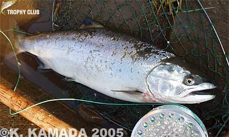 Kohki Kamada Cherry Salmon