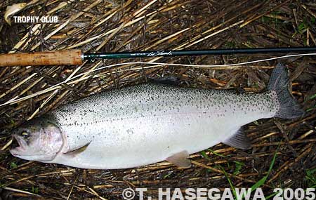 Toshiya Hasegawa Rainbow Trout