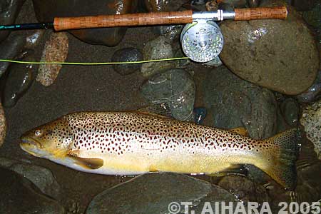 Takehiro Aihara Brown Trout