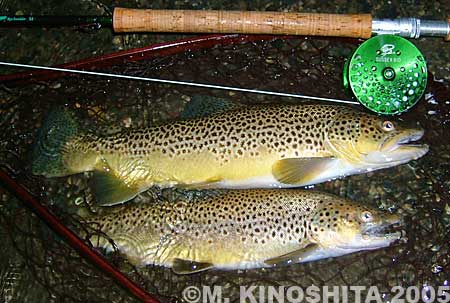 Masatoshi Kinoshita Brown Trout