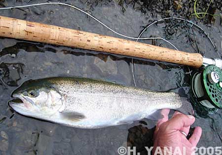 Hiroshi Yanai Rainbow Trout