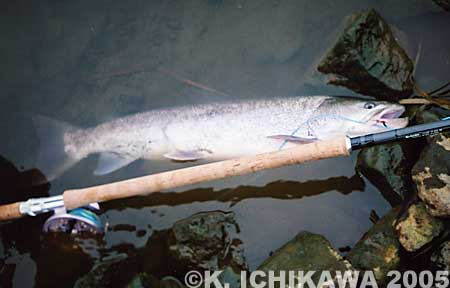 Kenji Ichikawa Japanese Taimen