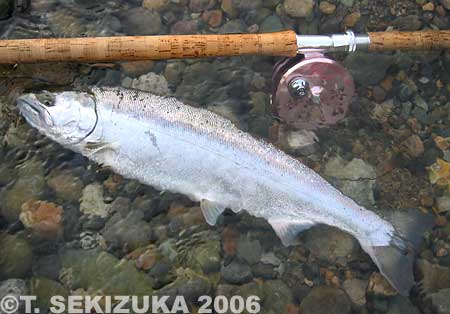 Tetsuya Sekizuka Cherry Salmon