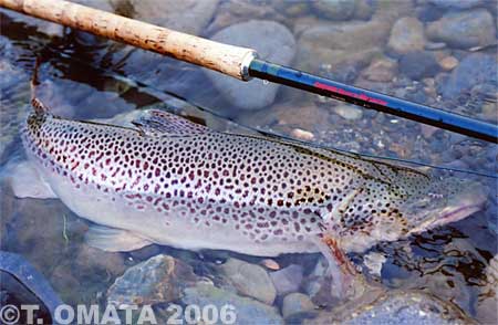 Takayuki Omata Brown Trout