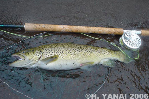 Hiroshi Yanai Brown Trout