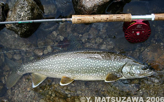 Yoshihiro Matsuzawa Lake Trout