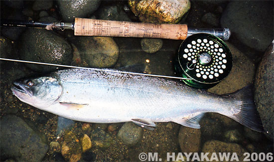 Masaya Hayakawa Yamame Trout