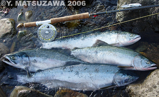 Yoshihiro Matsuzawa Pink Salmon